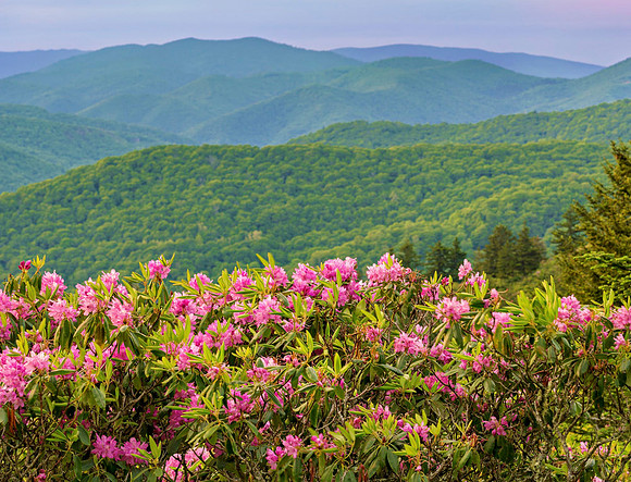Rhodendrons-3437_23x30