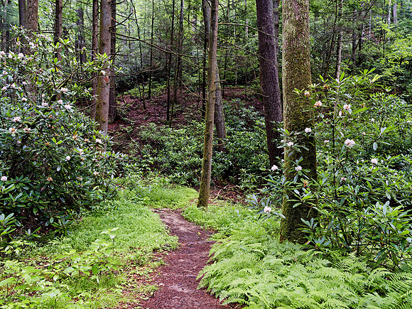 Path_RRG_Rhododendron3512_30x40