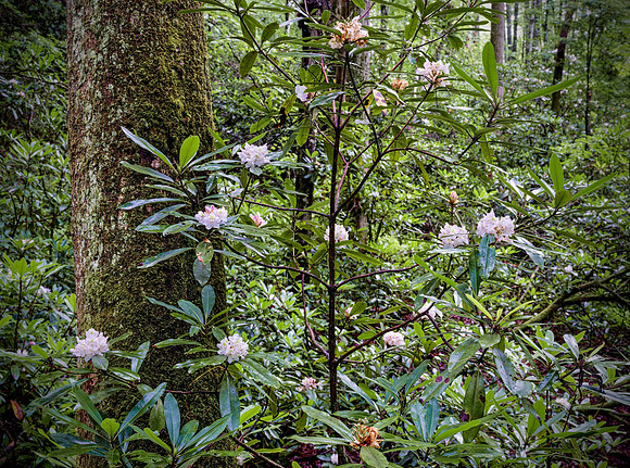 RRGorge_Rhododentron0080