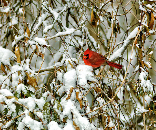 Snow_Cardinal1455_20x24