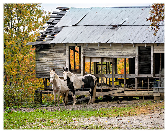 Shack_Horses_6701-18x24