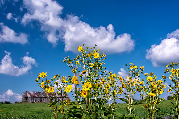 Sunflowers_8106_20x30