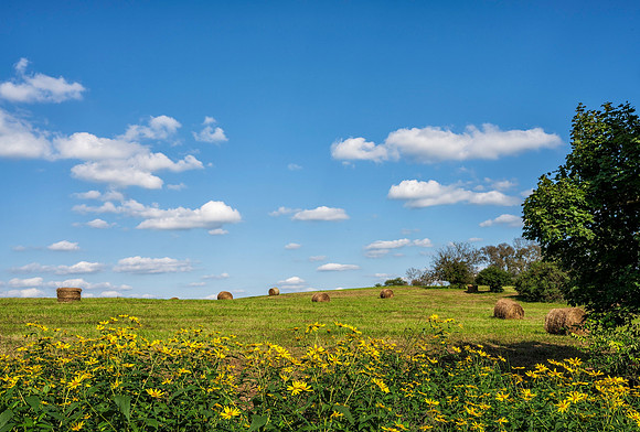 Sunflowers-0270_20x30