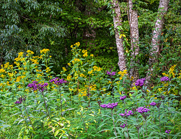 Weeds_Laurel6834_20x26