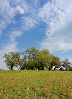 _JRP4057_Radiant