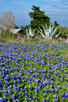 Texas-4264