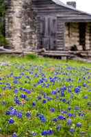 Texas-4617