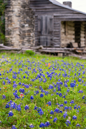 Texas-4617