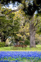 Texas-4753
