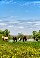 Texas-Horses4880