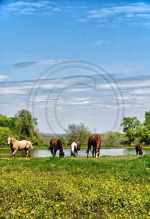 Texas-Horses4880