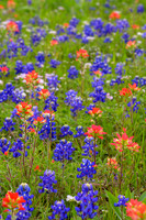TX_wildflowers-4515