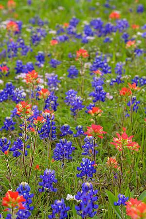 TX_wildflowers-4515
