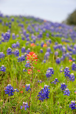 Texas-4571