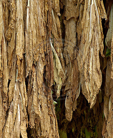 KY_Tobacco355021w