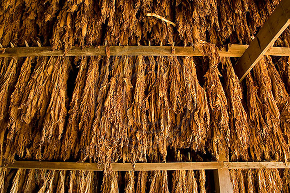 Tobacco_9247w