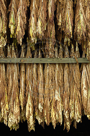 Tobacco3539w