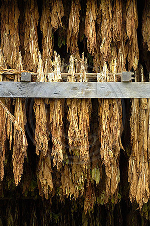 Tobacco3542w
