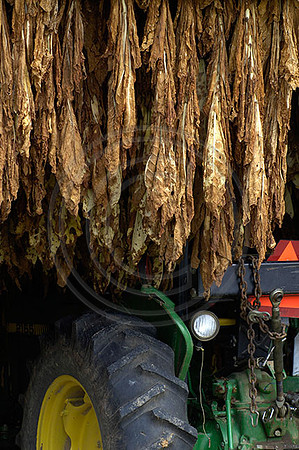 Tobacco3552