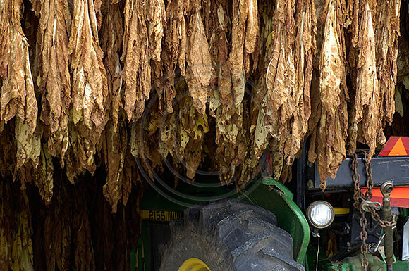 Tobacco3553w