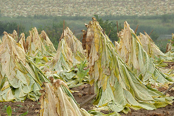 Tobacco5966w