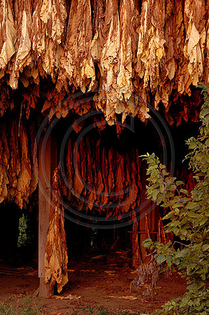 Tobacco6196