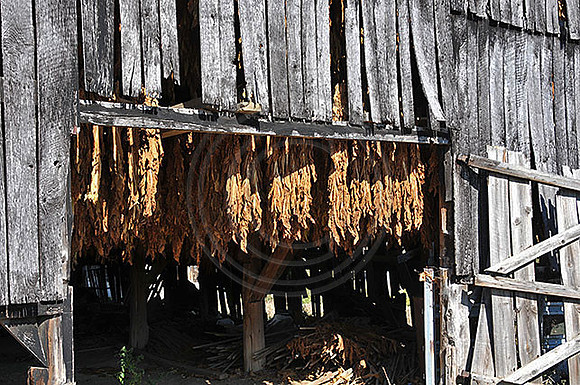 Tobacco8601w
