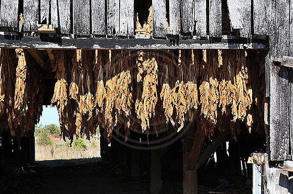 Tobacco8607w