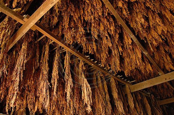 Tobacco9246w