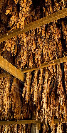 Tobacco9251