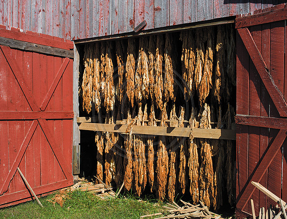 Tobacco_1010250w