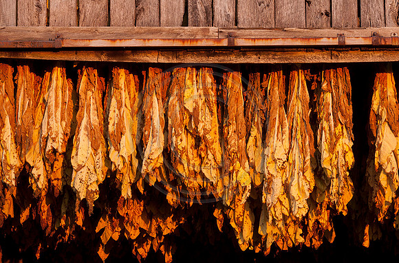 Tobacco-6188w