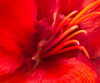 Flower_Amaryllis_2583P_20x24