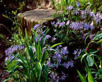 Flower_Raven_P16x20