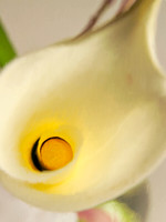 Flowers_Cala2974_P18x24
