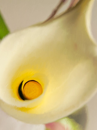 Flowers_Cala2974_P18x24