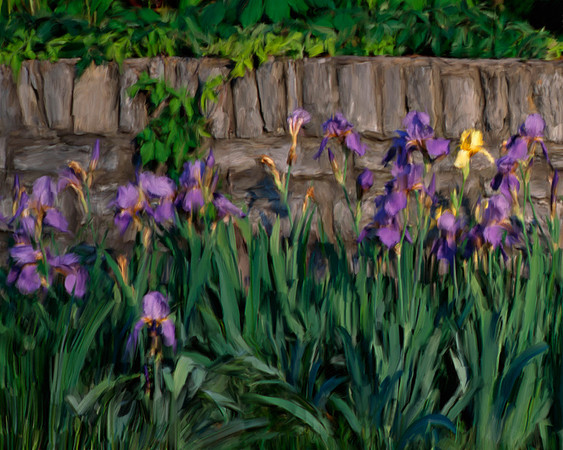 Flower_stoneIris_p16x20txt