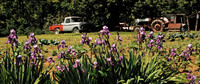 Iris_Truck