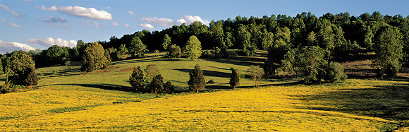 Mustard