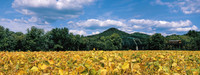 Soybeans
