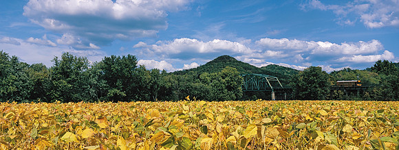 Soybeans