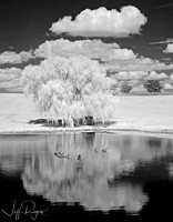 IR_ducks9466w