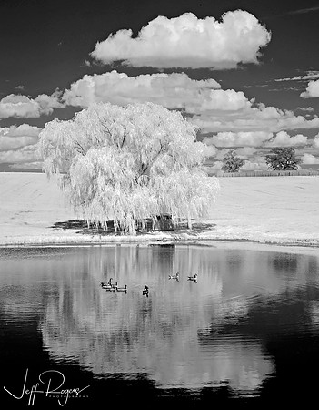 IR_ducks9466w