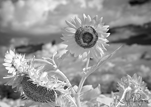Sunflowers0032_w