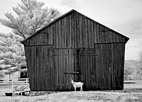 Shaker_Goats9524w
