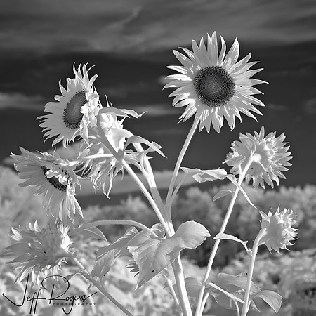 Sunflowers0065_w