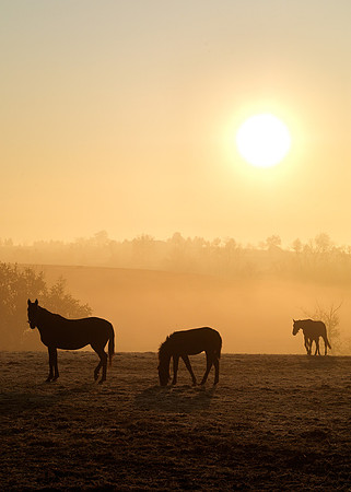Horse_Hunterton_1220764