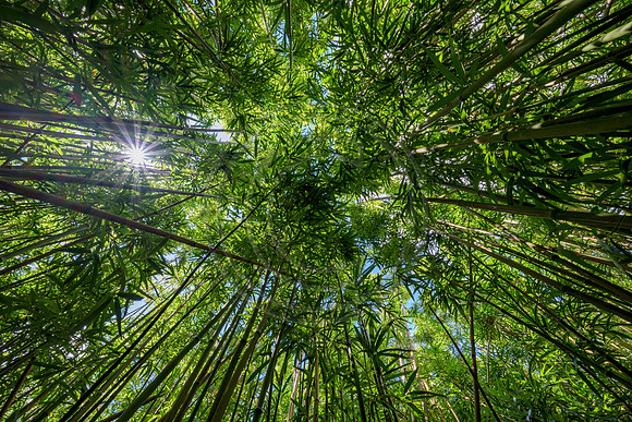 Hawaii-6089_Radiant