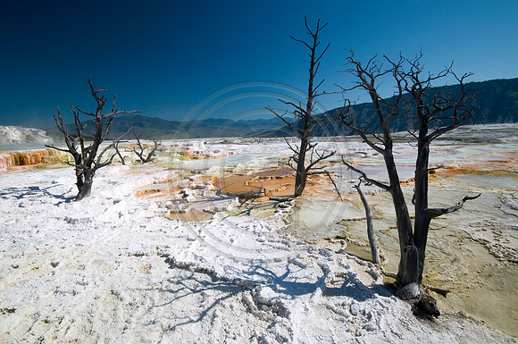 Yellowstone-6378