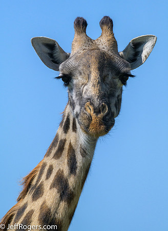 Maasai_Mara-6006